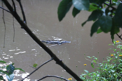 Kacsacsőrű emlős!