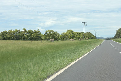 Termeszvárak az út szélén