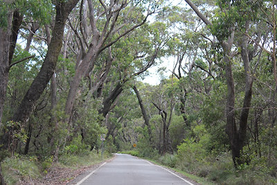 Úton a Govetts Leap kilátóhoz