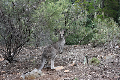 Érdeklődve figyelte a látogatókat