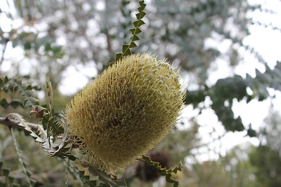 Virágzó Banksia
