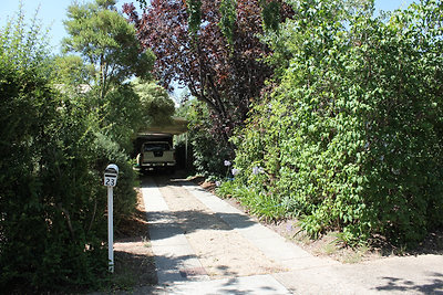 Kocsibeálló és vörösszilvafa