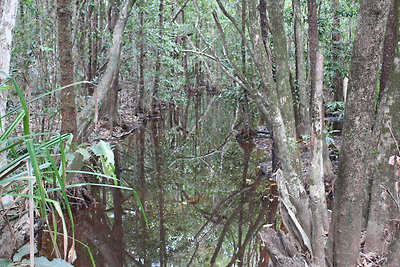 Itt akár krokodilok is lehetnének