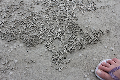 Rákocskák alkottak