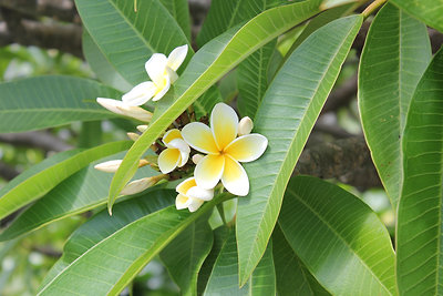 Frangipani: ez ihlette az esküvői csokrom virágát