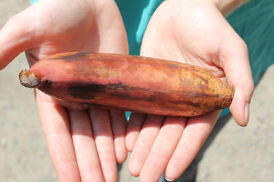 igen, ez egy piros banán! :)