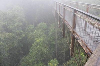 Rainforest treetop walk