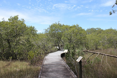 Mangrove sétány