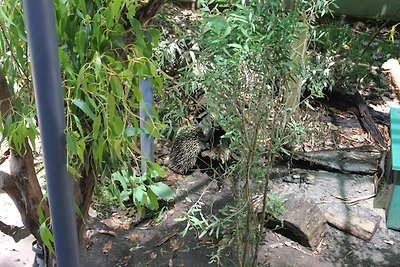 Echidna (tüskés hangyász)