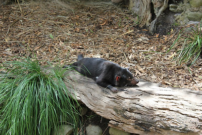 Tasmán ördög (Taz a Looney Toonsból)