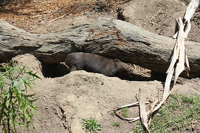 Vakaródzó wombat