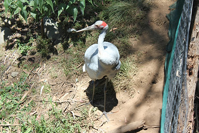 Brolga - nagyon király a piros sapója!