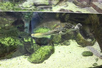 Hosszúnyakú teknős, nem túl fantáziadús elnevezés :)