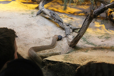 Barnakígyó és az egér