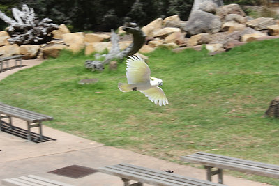 Cockatoo, rengeteg van belőlük és elég hangosan rikácsolnak