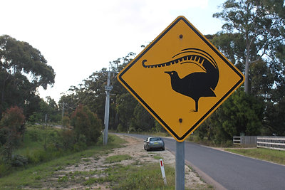 Lyrebird, ilyet sajnos nem láttunk