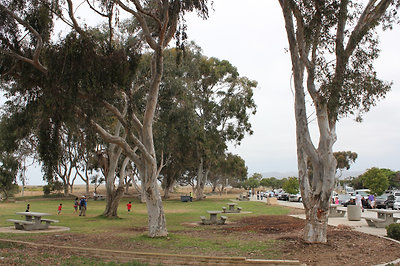 autópálya pihenő eukaliptuszokkal