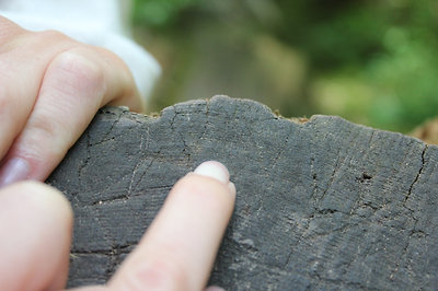 A korunk, 28 év, nem sok egy ilyen fának :).