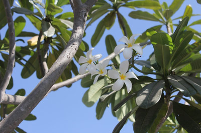 'plumeria alba' azaz Frangipani virág