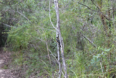 A kukabúvár madár.