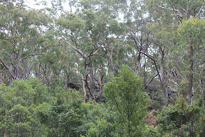 A Lane Cove nemzeti parkban, amin épp átsétálunk a közeli bevásárlóközpontba telefonért.