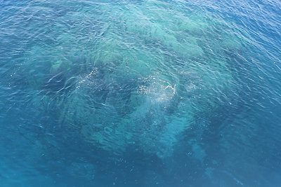 Barracuda Bommie - búvárokkal