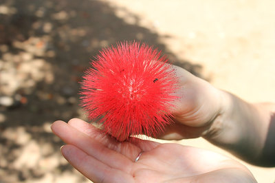 pompom