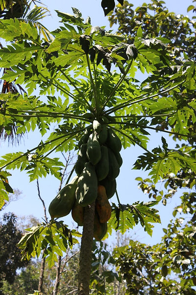 papaya