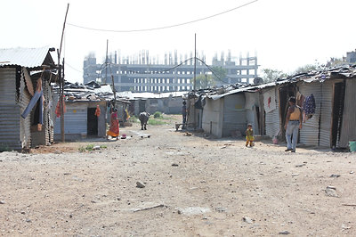 tényleg mindenütt van tehén :)