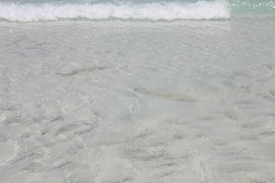 Cápák gyakorolnak :)