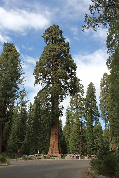 General Sherman fa