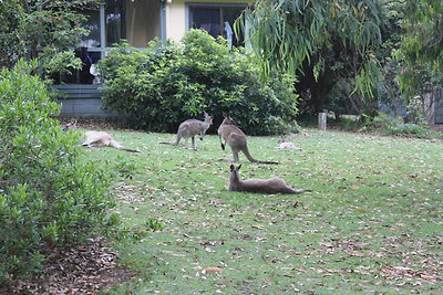 kenguruk a házak előtt (Depot Beach)