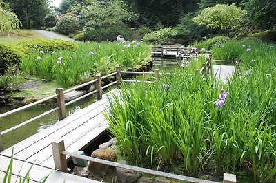strolling pond garden