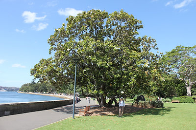 Magnolia Grandiflora