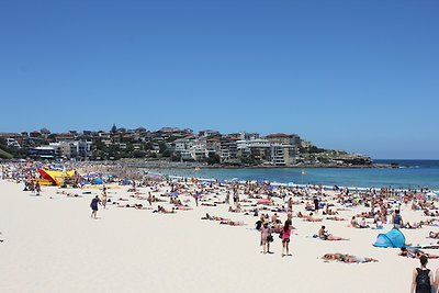 Herringek a Bondi Beachen