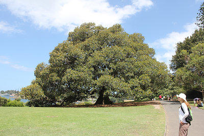 Royal Botanical Garden: egy óriási fikusz