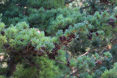 Ez már csütörtök és a botanikus kert.