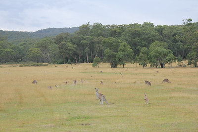 Kenguruk minden mennyiségben.