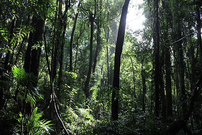 Dorrigo Nemzeti Park - sétaút